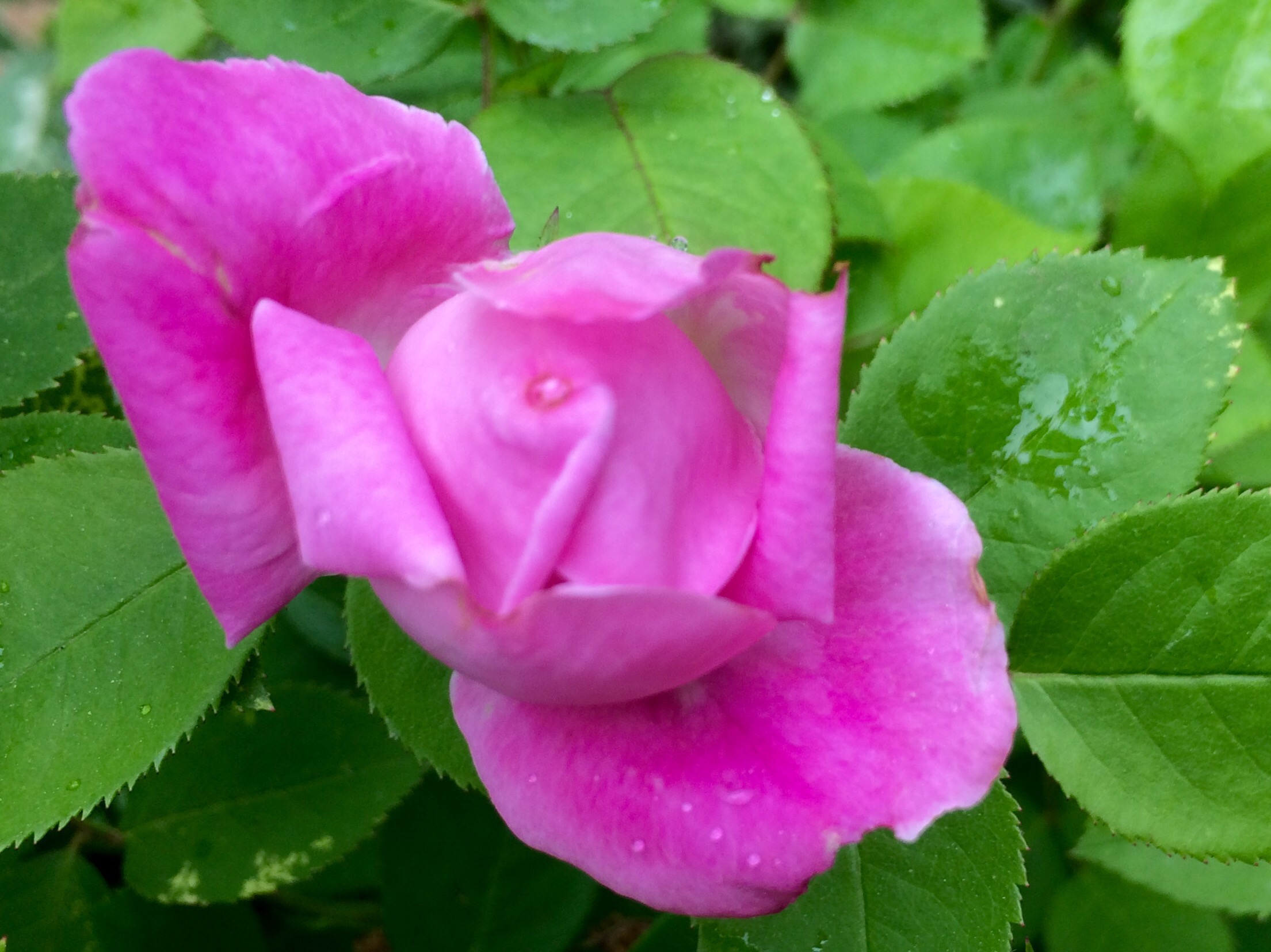 Img 2193 Chestercountyramblings