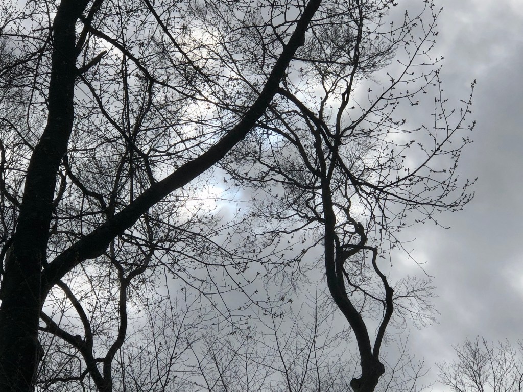 Eclipse Eclipsed By Clouds Chestercountyramblings